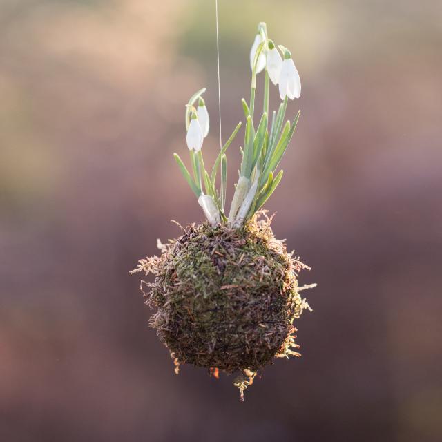 Kokedama