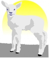 lamb