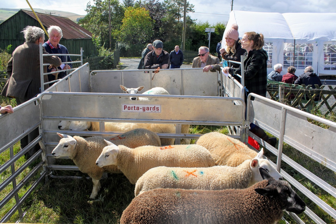 sheep in pen